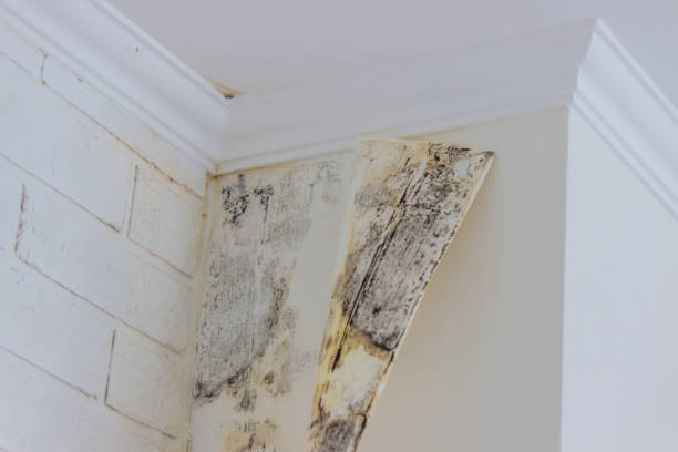 Best Emergency Mold Remediation  in Midway City, CA